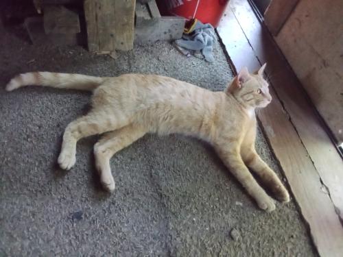 Lost Male Cat last seen Near clay rd. Jefferson, Jefferson, OH 44047
