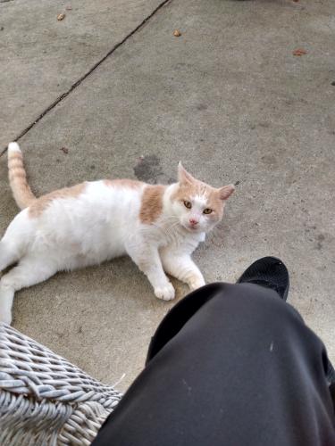 Lost Male Cat last seen Kersey Road hmstd Village , Pensacola, FL 32526
