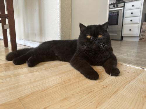 Lost Male Cat last seen 98th and tower, Gated community, lone river trail, Albuquerque, NM 87121