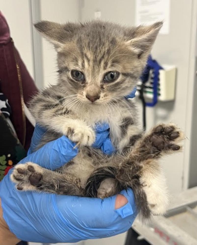Shelter Stray Male Cat last seen Auberry Rd & CA-168, Prather Zone Fresno CO 4 93651, CA, Fresno, CA 93706