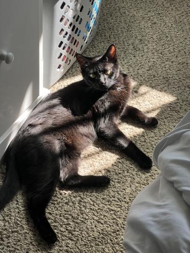 Lost Male Cat last seen Timberline, Crusader, Fort Collins, CO 80524