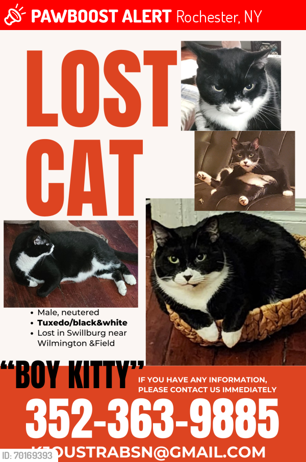 Lost Male Cat last seen Wilmington and Field, Rochester, NY 14620