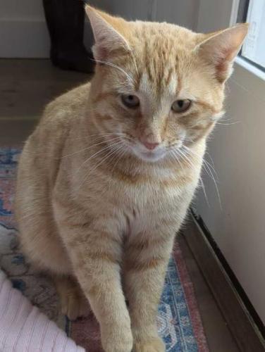 Lost Male Cat last seen Old Oak / Owensville Rd., Ivy Oaks, VA 22901