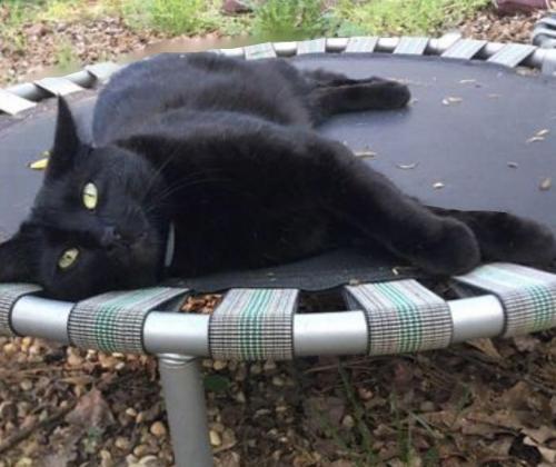 Lost Male Cat last seen Brooks Aly and Bridgewater park drive, Hoover, AL 35244