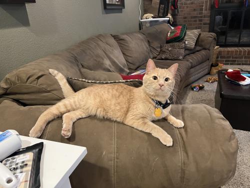 Lost Male Cat last seen Behind Homedepot cross streets wadsworth and crestline, Littleton, CO 80123