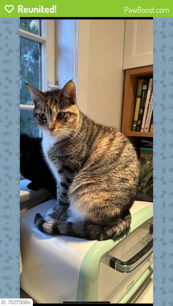 Reunited Female Cat last seen East 6th Avenue and Victoria Drive , Vancouver, BC V5N 1P4