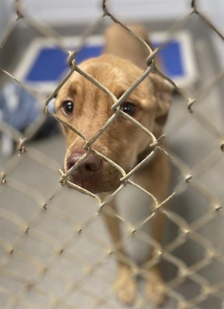 Shelter Stray Female Dog last seen Near BLOCK TAMMY GAINES LANE, Huntsville, AL 35805