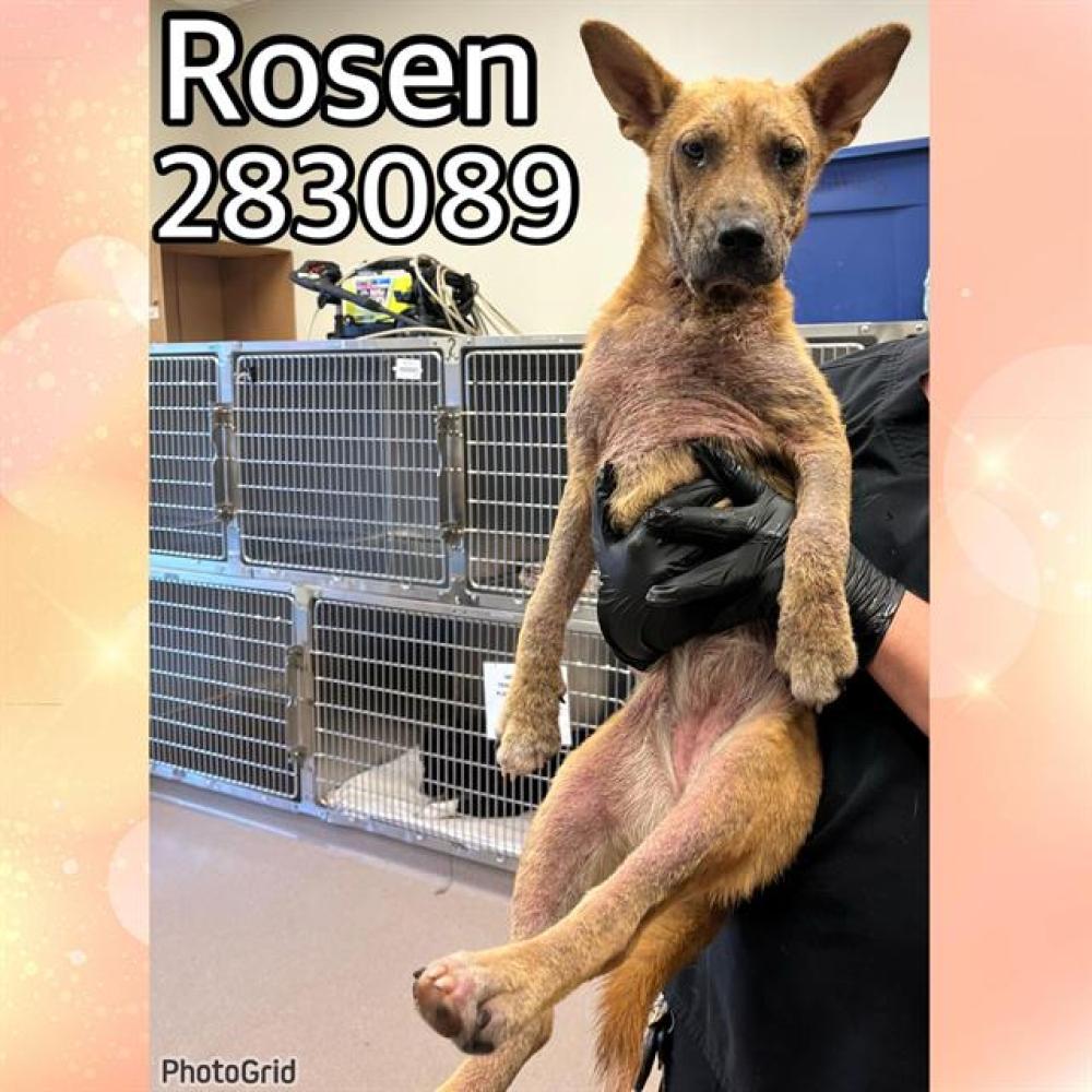 Shelter Stray Female Dog last seen ROSEN AVE, Macon, GA 31216