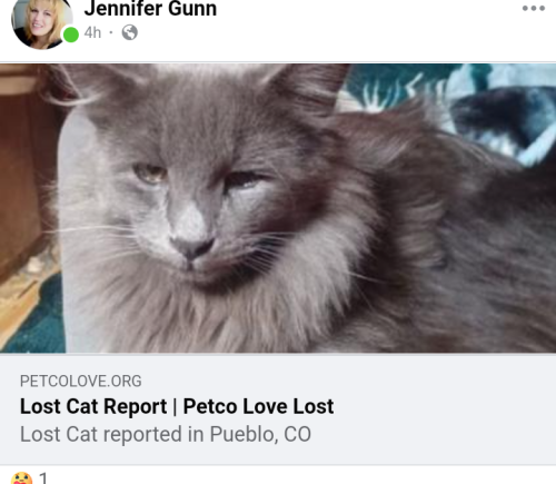 Lost Male Cat last seen By mineral palace park, Pueblo, CO 81003