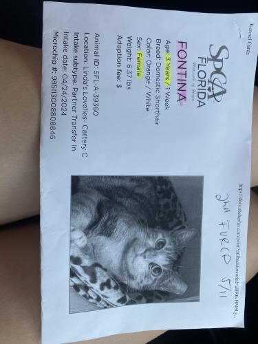 Lost Female Cat last seen Near Easton Drive, running , Lakeland, FL 33803