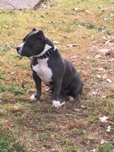 Lost Female Dog last seen Macon, Memphis, TN 38122