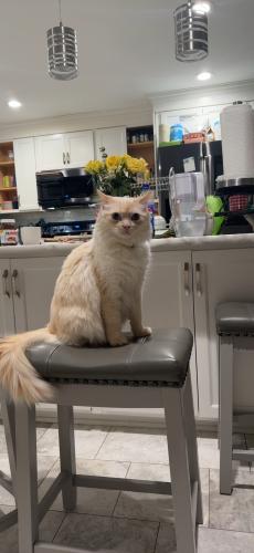 Lost Male Cat last seen near the condos and apartments on country mill, Virginia Beach, VA 23454