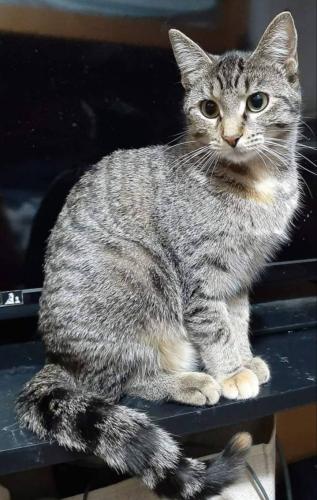 Lost Female Cat last seen Mulberry, W Green Street, Marshall, MI 49068
