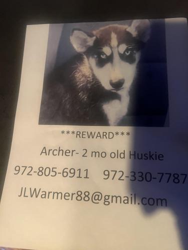 Lost Male Dog last seen Near Bryan St Tavern, Dallas, TX 75204