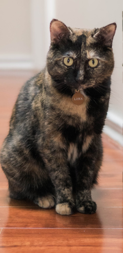 Lost Female Cat last seen Fagley st. and Foster ave, Baltimore, MD 21224