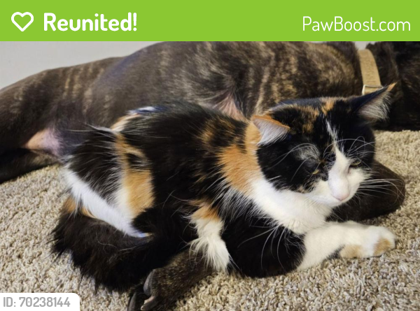 Reunited Female Cat last seen Heidelberg Way, Lakeville, MN 55044, USA, Lakeville, MN 55044