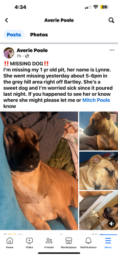 Lost Female Dog last seen Grey Hill, West Point, GA 36863