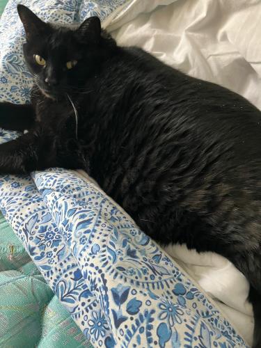Lost Female Cat last seen Blossom Road, Rochester, NY 14610