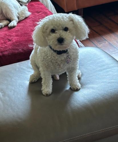 Lost Male Dog last seen Cresthaven and Adelaide Pl. , Los Angeles, CA 90042