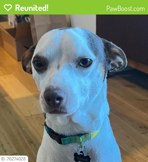 Reunited Male Dog last seen Granville & 6th Ave Vancouver BC, Vancouver, BC V6H 3G1