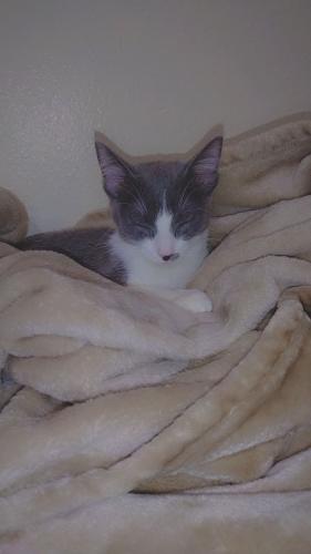 Lost Female Cat last seen Carlisle and Montgomery , Albuquerque, NM 87109