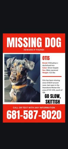 Lost Male Dog last seen Ny Sr 315, Deansboro, NY 13328