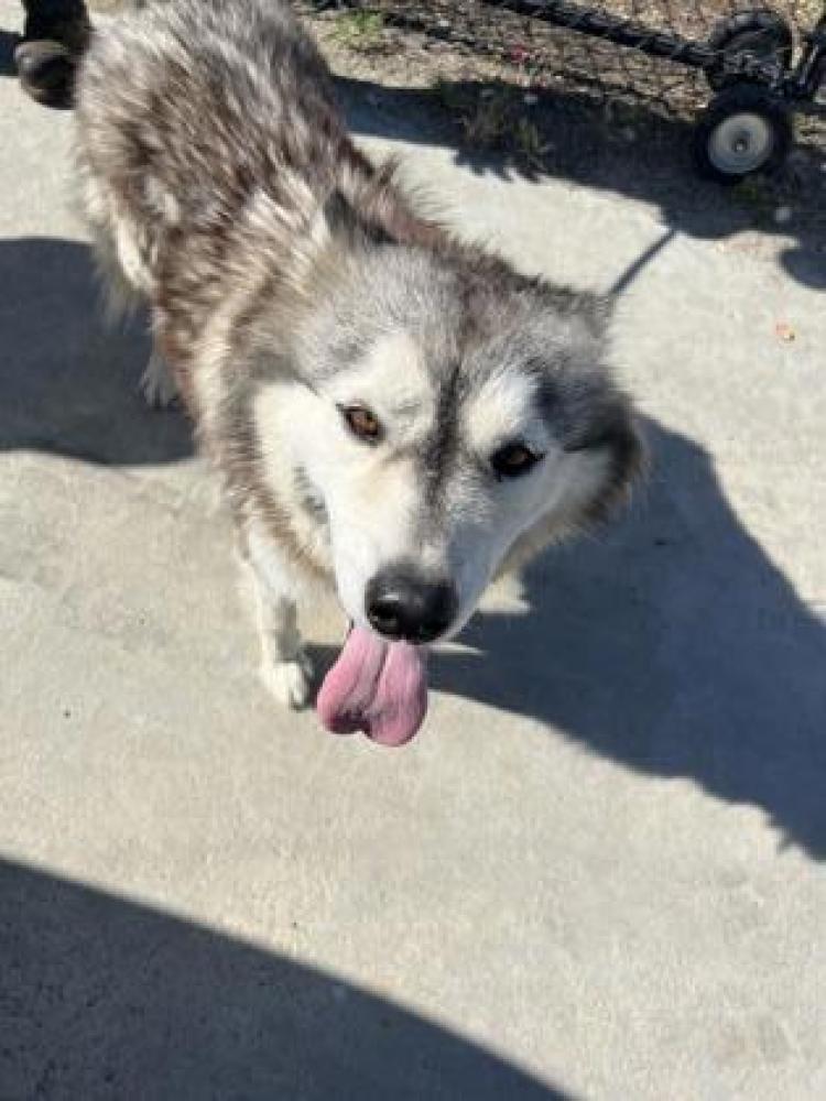 Shelter Stray Female Dog last seen Temperance & Lincoln, Fowler Zone Fresno CO 3 93625, CA, Fresno, CA 93706