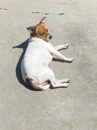 Lost Male Dog last seen Maplewood Pl and Magnolia Ave, Riverside, CA 92506