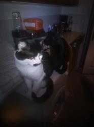 Lost Male Cat last seen Old moat Lane withington , Withington, England 