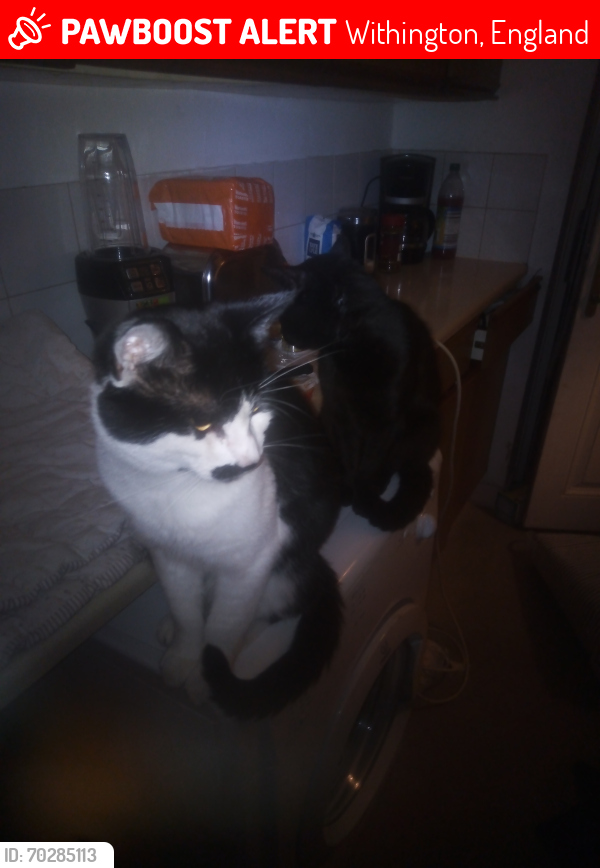 Lost Male Cat last seen Old moat Lane withington , Withington, England 