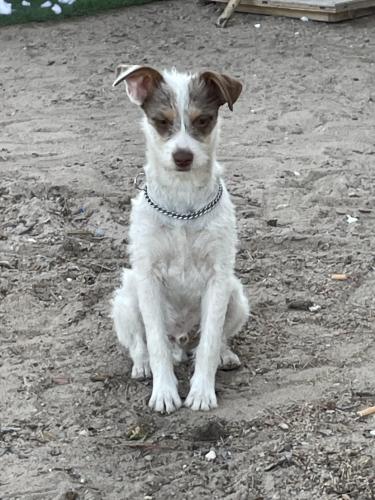 Lost Male Dog last seen Near Crescent Ln. space C5, Anthony, NM 88021