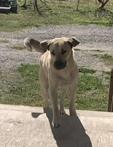 Lost Male Dog last seen Amy Lane Rosharon Texas, Brazoria County, TX 77583