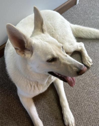 Lost Female Dog last seen Near Harrisburg pike , Orient, OH 43146