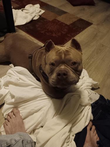Lost Male Dog last seen 40thave Grove St south, St. Petersburg, FL 33705