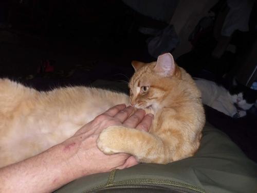 Lost Male Cat last seen Moon and Manul , Albuquerque, NM 87112
