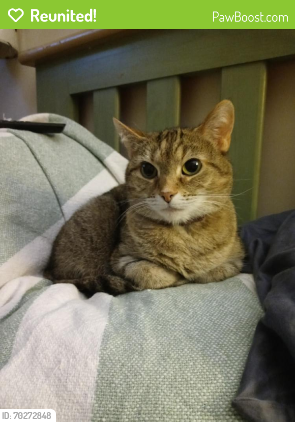 Reunited Female Cat last seen Alkire Rd, 1.5 miles west of Georgesville, Grove City, OH 43123
