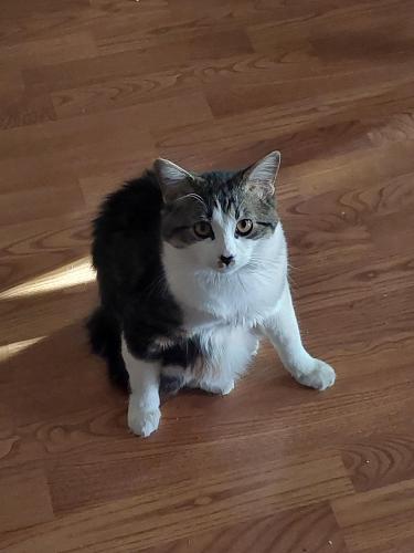 Lost Male Cat last seen 19th Ave and Golf Course Rd, Rio Rancho, NM 87124