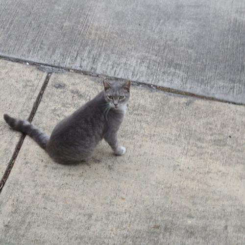 Lost Male Cat last seen Wenonah Ave and Tramway, Albuquerque, NM 87123