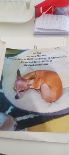 Lost Female Dog last seen Cambridge st, Adelanto, CA 92301