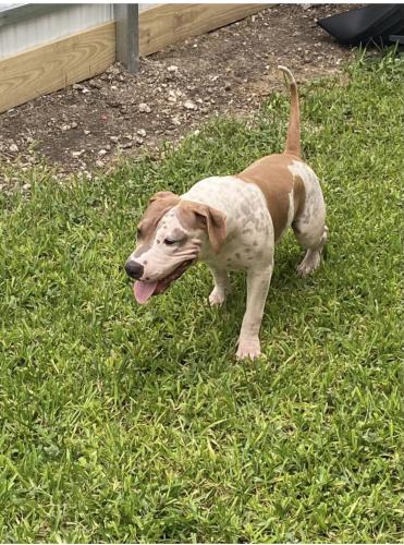 Lost Male Dog last seen Santa barbara , veterans Pwy, Cape Coral, FL 33990