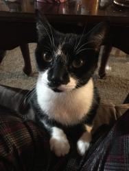 Lost Male Cat last seen Borden and Losson, Cheektowaga, NY 14227