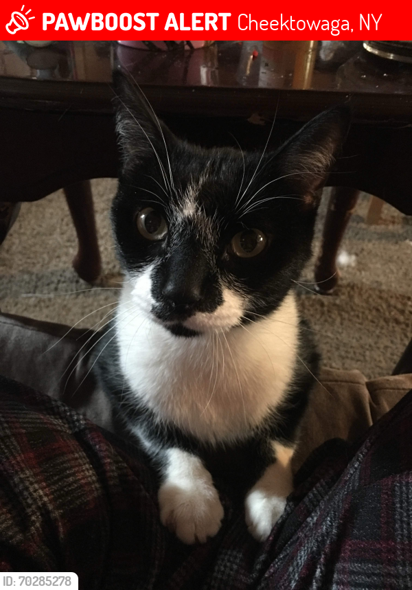 Lost Male Cat last seen Borden and Losson, Cheektowaga, NY 14227