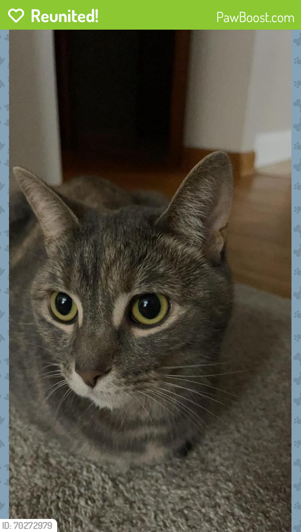 Reunited Female Cat last seen South avenue , Youngstown, OH 44512