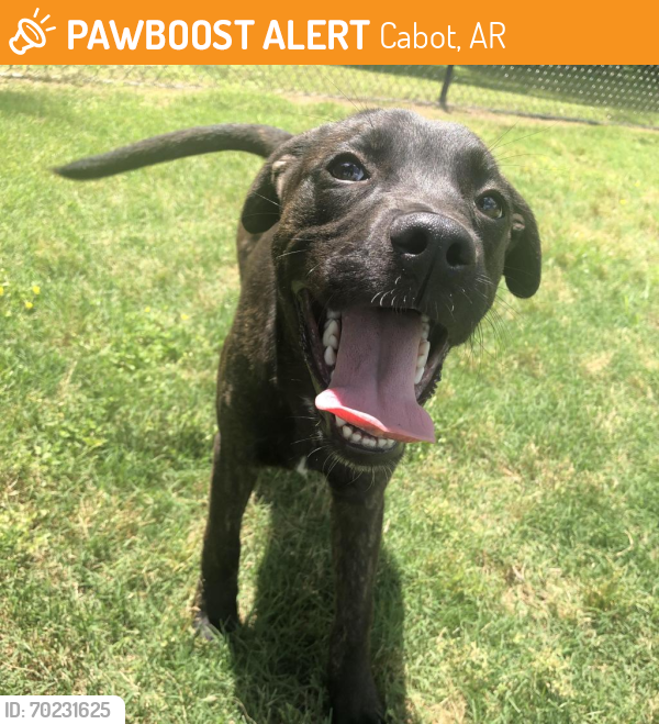 Shelter Stray Male Dog last seen , Cabot, AR 72007