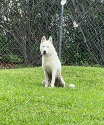 Found/Stray Female Dog last seen Dumbarton Dr. & Cotillion, Dallas, TX 75228