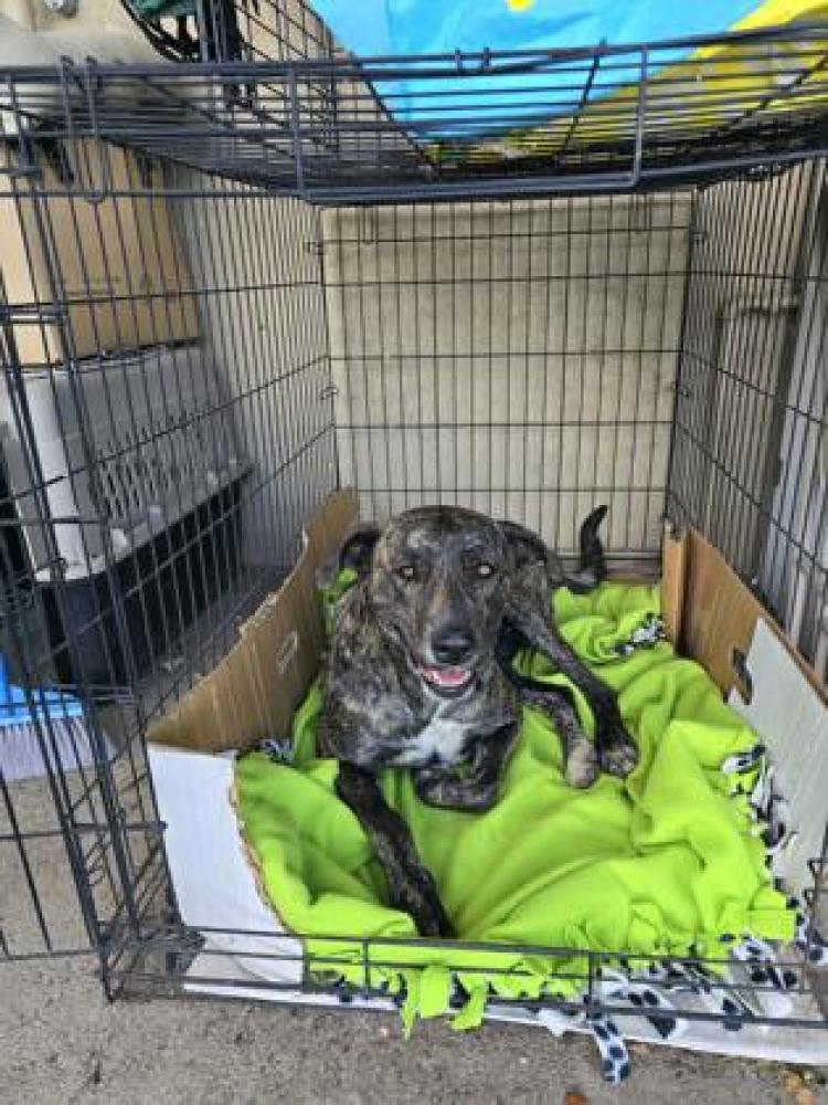 Shelter Stray Female Dog last seen Hughes & Dan Ronquillo, Fresno Zone Fresno City E 93706, CA, Fresno, CA 93706