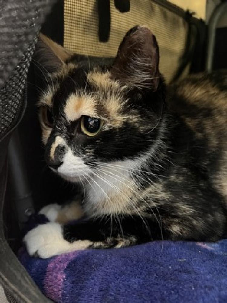 Shelter Stray Female Cat last seen Near Ashlyn Pointe Drive Doraville, GA 30340, 30340, GA, Chamblee, GA 30341