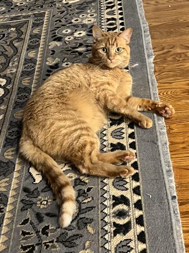 Lost Male Cat last seen St. Ives Country Club, Duluth, GA 30097