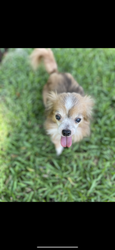 Lost Female Dog last seen Lake Butler Blvd in Windermere, FL, Windermere, FL 34786
