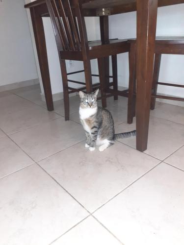 Lost Female Cat last seen 58th and 3rd Ave north , St. Petersburg, FL 33710